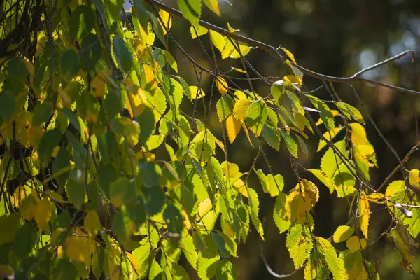 Multicolored Autumn Maple Leaves Background — Stock Photo, Image