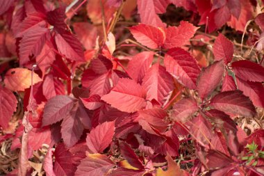 Arka plan olarak çok renkli sonbahar akçaağaç yaprakları.