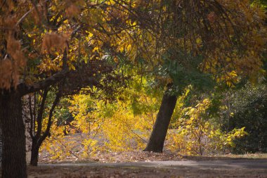 Arka plan olarak çok renkli sonbahar akçaağaç yaprakları.