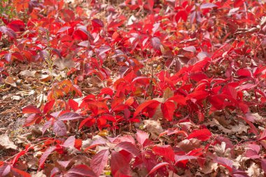 Arka plan olarak çok renkli sonbahar akçaağaç yaprakları.