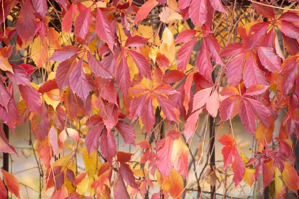 Arka Plan Olarak Çok Renkli Sonbahar Akçaağaç Yaprakları — Stok fotoğraf