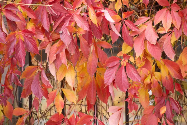 Bunte Herbst Ahornblätter Als Hintergrund — Stockfoto