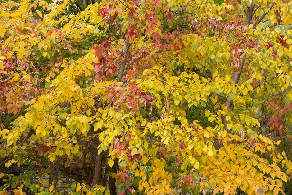 Цветные Осенние Кленовые Листья Качестве Фона — стоковое фото