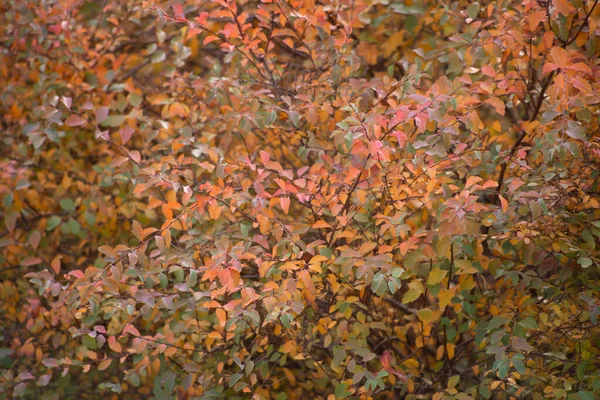 Різнокольорові Осінні Кленові Листя Фон — стокове фото
