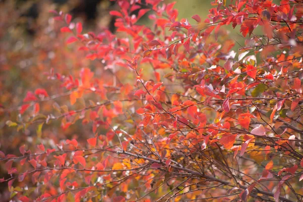 Feuilles Érable Automne Multicolores Comme Fond — Photo