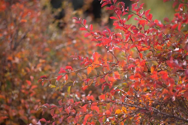 五彩斑斓的秋天枫叶为背景 — 图库照片