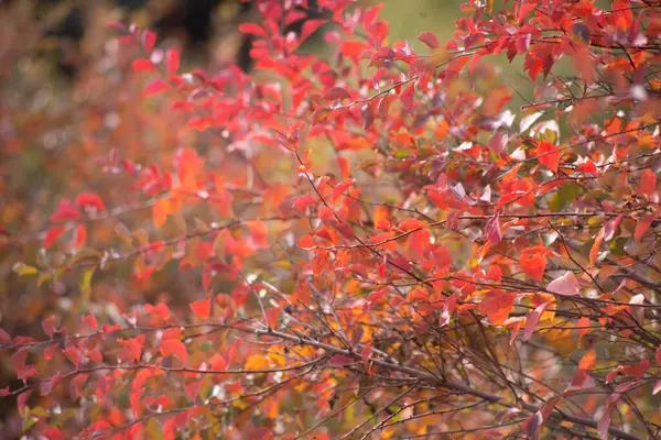 Arka Plan Olarak Çok Renkli Sonbahar Akçaağaç Yaprakları — Stok fotoğraf