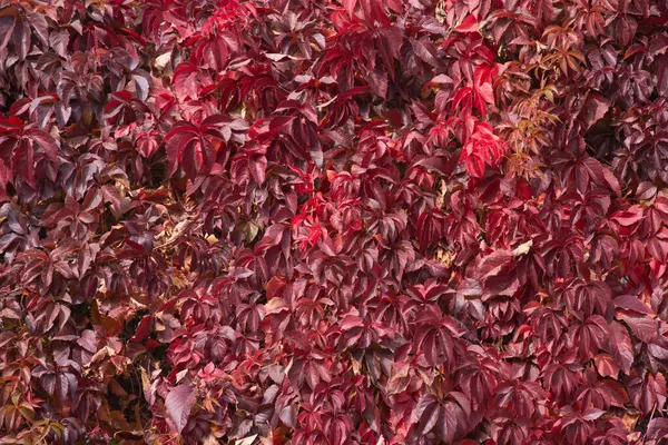 多色の紅葉を背景に — ストック写真