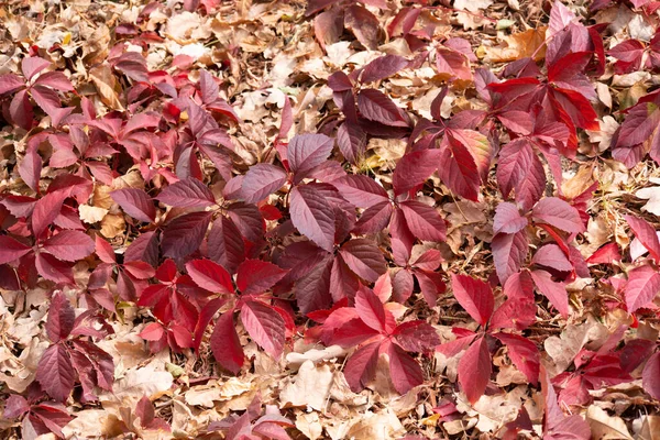 Bunte Herbst Ahornblätter Als Hintergrund — Stockfoto