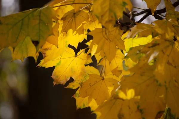 Pestrobarevné Podzimní Javorové Listy Jako Pozadí — Stock fotografie