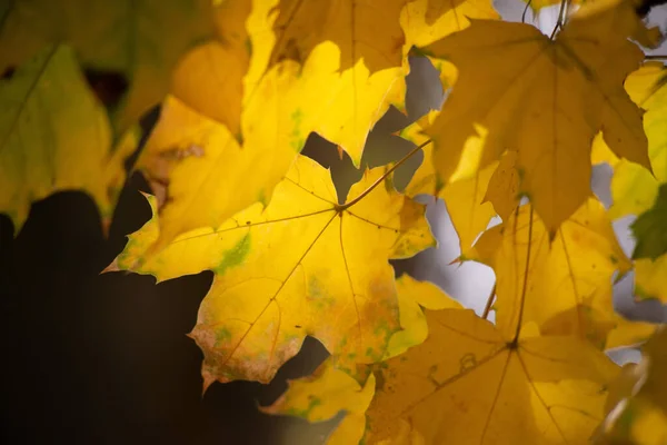 Flerfärgad Höst Lönn Blad Som Bakgrund — Stockfoto