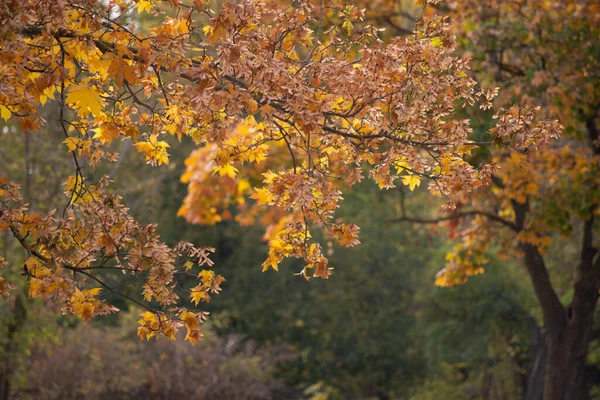 Multicolored Autumn Maple Leaves Background — Stock Photo, Image