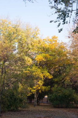 Ormanda sonbahar altındır. Arka ışıklandırma akşam ışığı. Sonbahar dokusu arkaplanı.