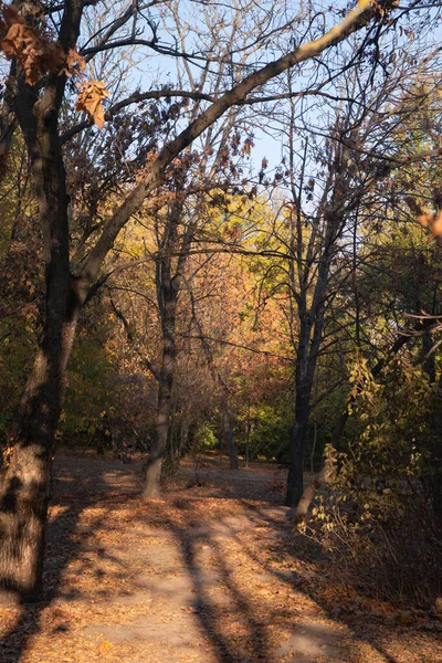 Otoño Dorado Bosque Luz Noche Retroiluminada Fondo Textural Otoño — Foto de Stock