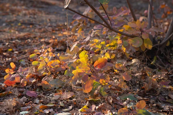 Otoño Dorado Bosque Luz Noche Retroiluminada Fondo Textural Otoño —  Fotos de Stock