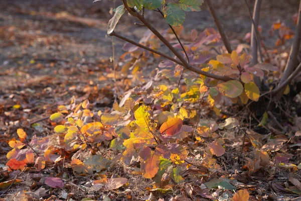 Der Herbst Ist Golden Wald Hinterleuchtetes Abendlicht Textueller Hintergrund Des — Stockfoto