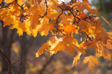 Ormanda sonbahar altındır. Arka ışıklandırma akşam ışığı. Sonbahar dokusu arkaplanı.