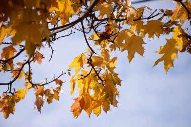 Ormanda sonbahar altındır. Arka ışıklandırma akşam ışığı. Sonbahar dokusu arkaplanı.