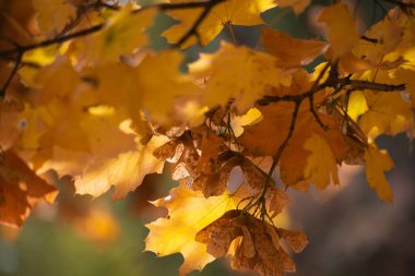 Ormanda sonbahar altındır. Arka ışıklandırma akşam ışığı. Sonbahar dokusu arkaplanı.