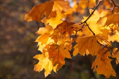 Ormanda sonbahar altındır. Arka ışıklandırma akşam ışığı. Sonbahar dokusu arkaplanı.