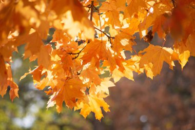Ormanda sonbahar altındır. Arka ışıklandırma akşam ışığı. Sonbahar dokusu arkaplanı.