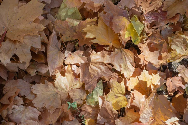 秋天在森林里是金色的 背光夜光 秋季结构背景 — 图库照片