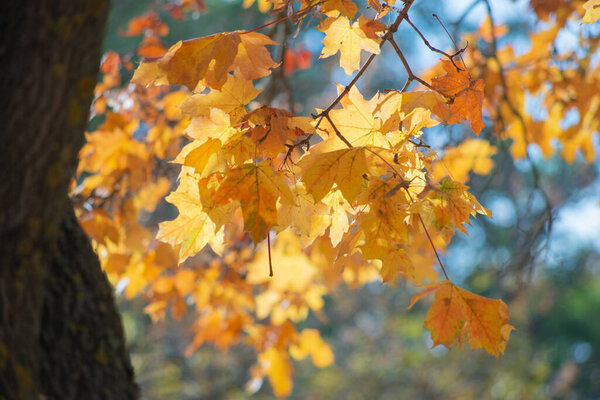 Осень золотая в лесу. Подсветка вечернего света. Осенний текстурный фон.