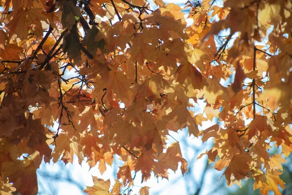 Ormanda sonbahar altındır. Arka ışıklandırma akşam ışığı. Sonbahar dokusu arkaplanı.