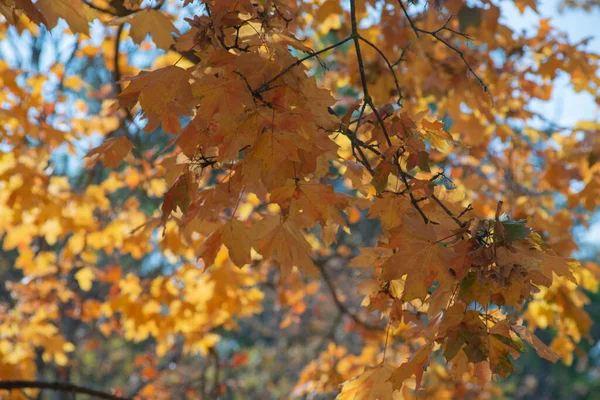 Ormanda sonbahar altındır. Arka ışıklandırma akşam ışığı. Sonbahar dokusu arkaplanı.