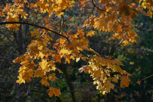 Осень Золотая Лесу Подсветка Вечернего Света Осенний Текстурный Фон — стоковое фото