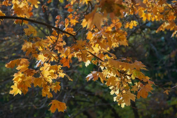 Der Herbst Ist Golden Wald Hinterleuchtetes Abendlicht Textueller Hintergrund Des — Stockfoto