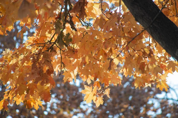Ormanda sonbahar altındır. Arka ışıklandırma akşam ışığı. Sonbahar dokusu arkaplanı.
