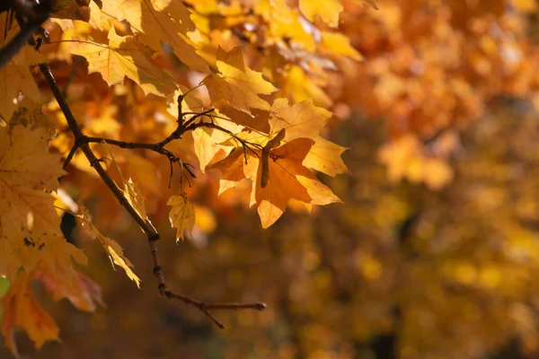 Hösten Gyllene Skogen Bakgrundsljus Kväll Höstens Texturala Bakgrund — Stockfoto