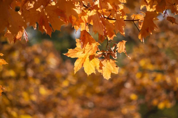 Hösten Gyllene Skogen Bakgrundsljus Kväll Höstens Texturala Bakgrund — Stockfoto