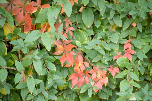 Der Herbst Ist Golden Wald Hinterleuchtetes Abendlicht Textueller Hintergrund Des — Stockfoto