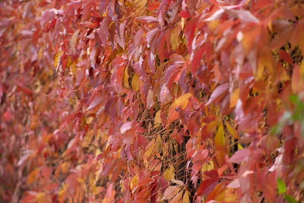 Der Herbst Ist Golden Wald Hinterleuchtetes Abendlicht Textueller Hintergrund Des — Stockfoto