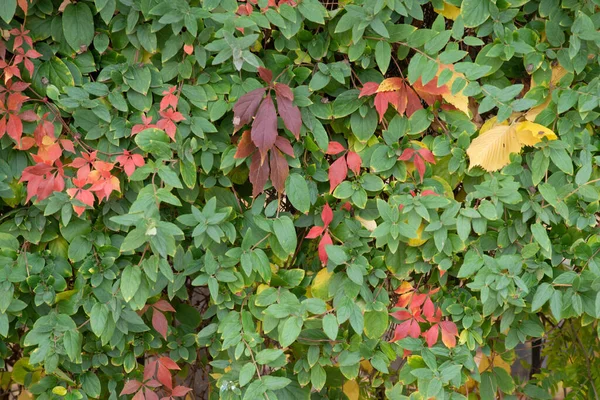 Automne Est Doré Dans Forêt Lumière Soir Rétro Éclairée Automne — Photo