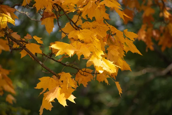 Podzim Lese Zlatý Podsvícené Večerní Světlo Podzimní Texturální Pozadí — Stock fotografie