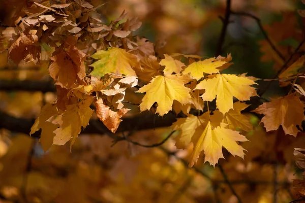 Outono Dourado Floresta Luz Noite Iluminada Outono Fundo Textural — Fotografia de Stock