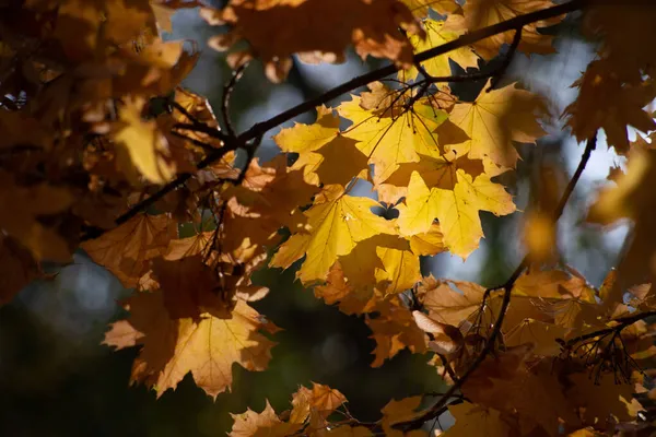 Hösten Gyllene Skogen Bakgrundsljus Kväll Höstens Texturala Bakgrund — Stockfoto
