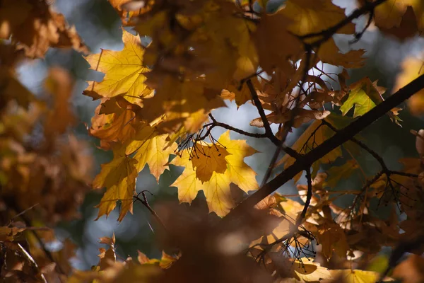 Hösten Gyllene Skogen Bakgrundsljus Kväll Höstens Texturala Bakgrund — Stockfoto