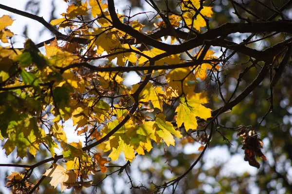 Autumn Golden Forest Backlit Evening Light Autumn Textural Background — Stock Photo, Image