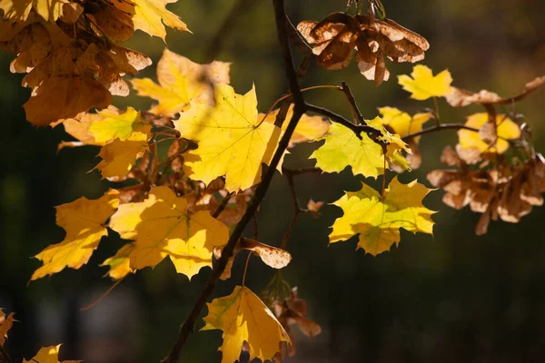 Hösten Gyllene Skogen Bakgrundsljus Kväll Höstens Texturala Bakgrund — Stockfoto