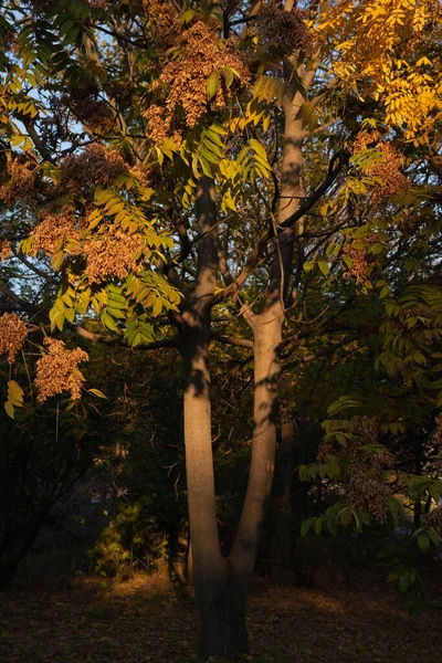 Automne Est Doré Dans Forêt Lumière Soir Rétro Éclairée Automne — Photo