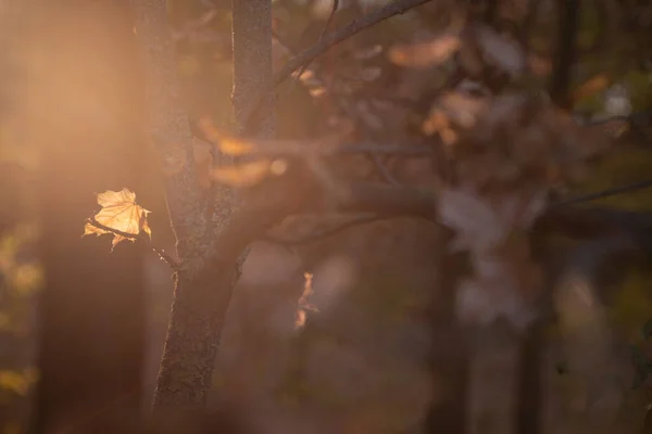 Musim Gugur Adalah Musim Gugur Emas Hutan Cahaya Latar Malam — Stok Foto