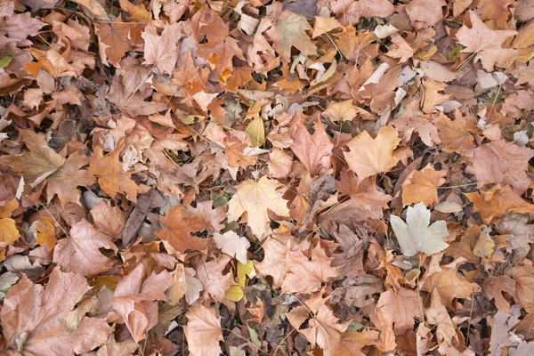 Осень Золотая Лесу Подсветка Вечернего Света Осенний Текстурный Фон — стоковое фото