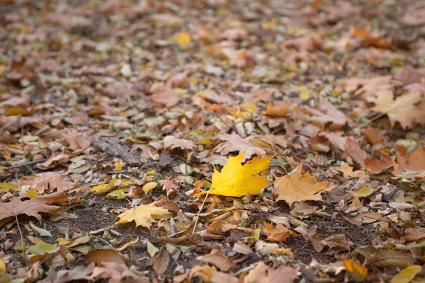 가을은 황금빛이다 백라이트 구조적 — 스톡 사진