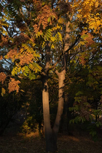 Automne Est Doré Dans Forêt Lumière Soir Rétro Éclairée Automne — Photo