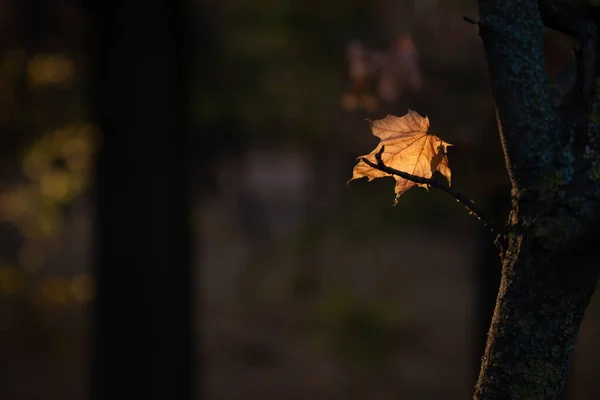 가을은 황금빛이다 백라이트 구조적 — 스톡 사진