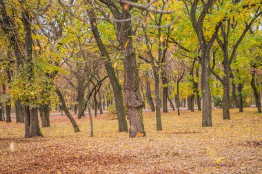 Ormanda sonbahar altındır. Arka ışıklandırma akşam ışığı. Sonbahar dokusu arka planı. Bokeh